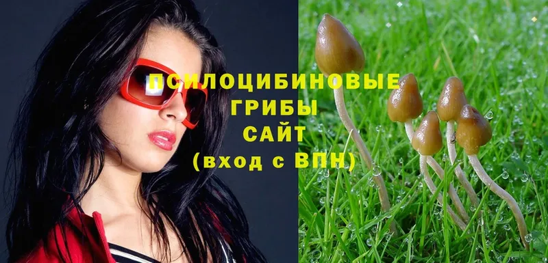 Псилоцибиновые грибы GOLDEN TEACHER  наркотики  Димитровград 